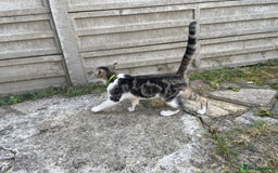 Domestic Shorthair cats for sale: Domestic short hair cat male - Image 6