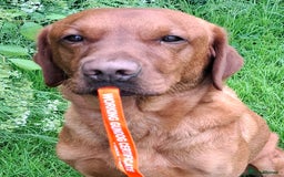 Labrador Retriever dogs for stud: KC registered Fox Red Labrador at stud £500 in Whitley Bay - Image 3