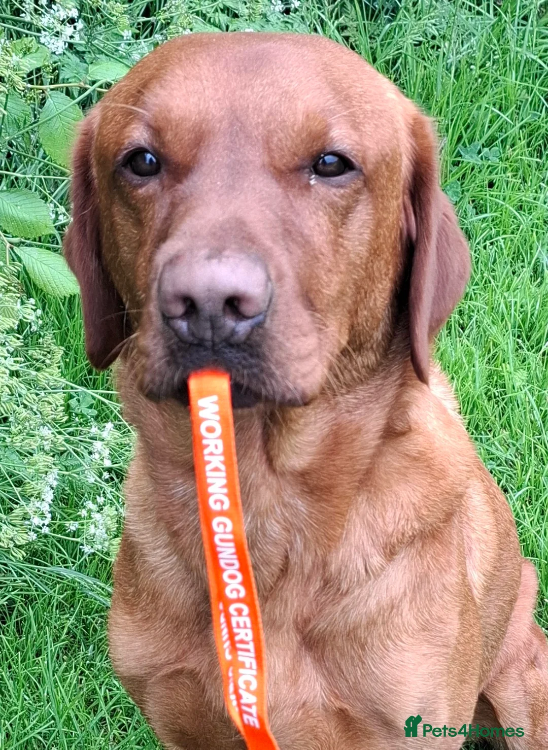 Labrador Retriever dogs for stud: KC registered Fox Red Labrador at stud £500 in Whitley Bay - Advert 3