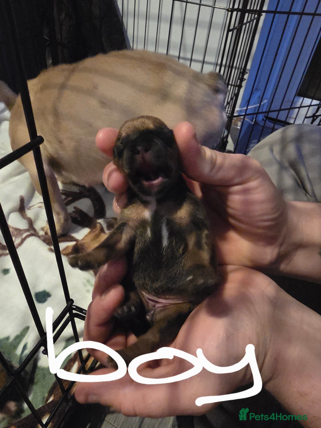 Mixed Breed dogs for sale: French bull jacks - Advert 5