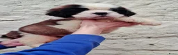 Saint Bernard dogs for sale: Show Quality Saint Bernard's  - Advert 8