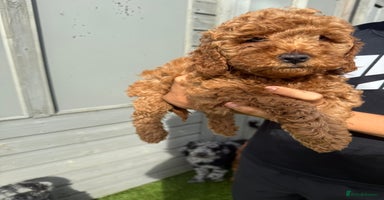 Cockapoo dogs - Advert 8