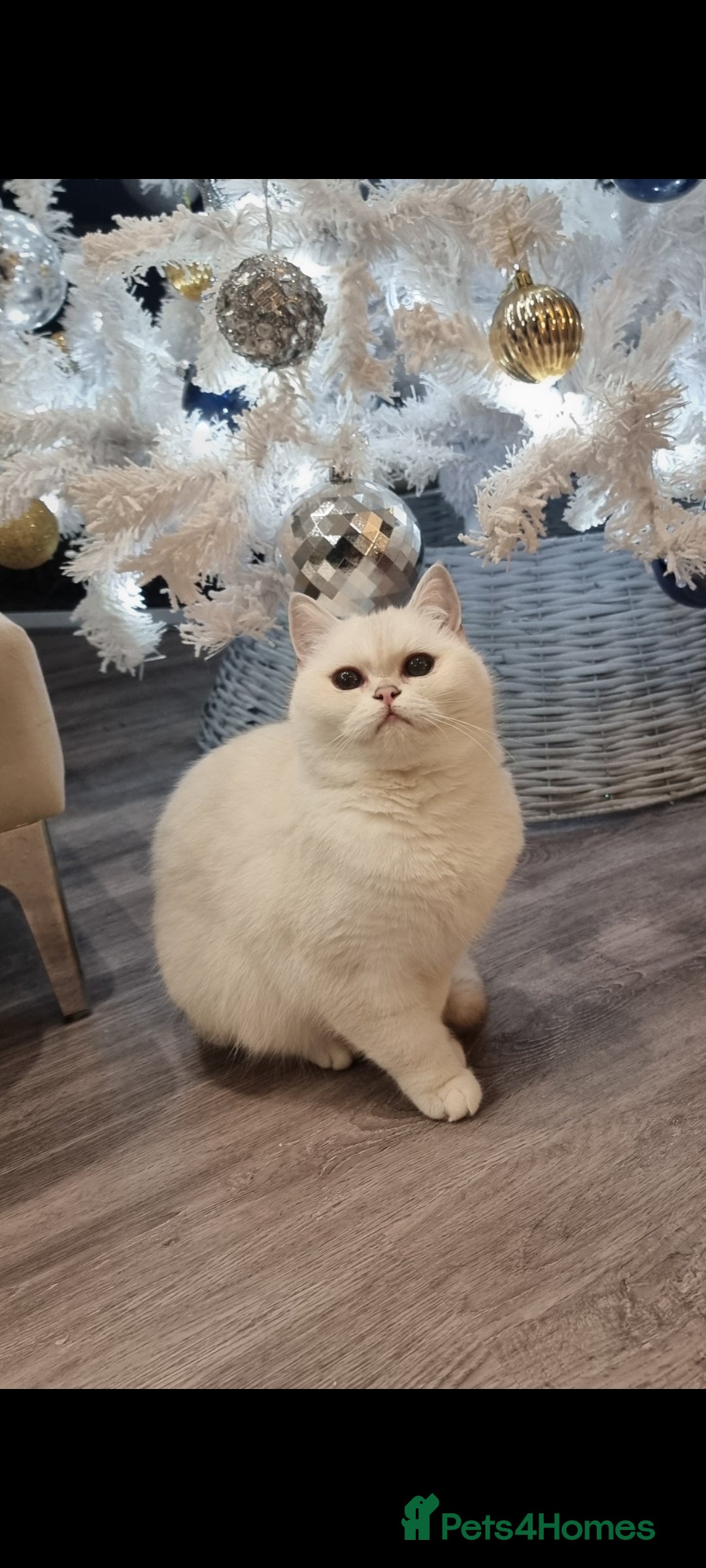 British Shorthair cats for sale: GCCF Chunky Silver tipped health tested parents - Image 7