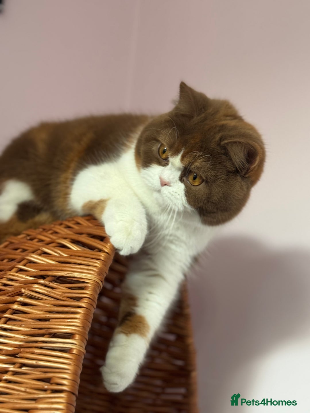 British Shorthair cats for sale: Beautiful cinnamon tortie white ticked TICA reg - Advert 6