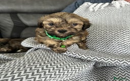 Shih Tzu dogs for sale: Shih Tzu puppies  - Image 5