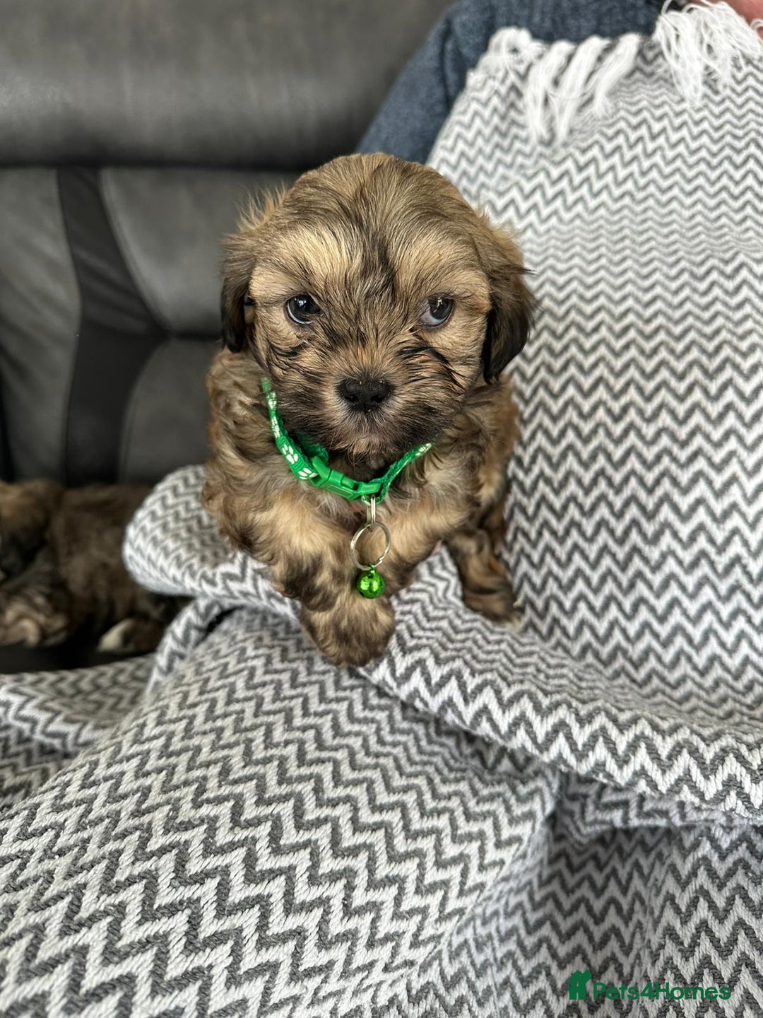 Shih Tzu dogs for sale: Shih Tzu puppies  - Image 5
