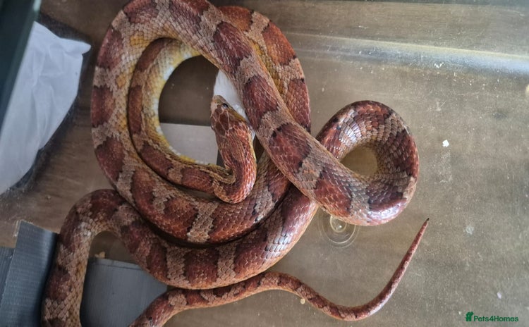 Corn Snake reptiles - Advert 2