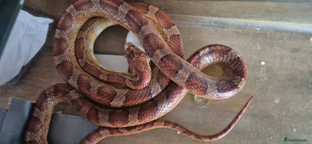 Corn Snake reptiles for sale: 2 corn snakes - Image 1