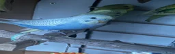 Budgerigars birds for sale: Lovely male budgies  - Advert 4