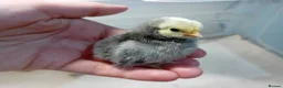 Chickens poultry for sale: ✨ Super Tame Serama Chicks Available ✨ - Advert 3