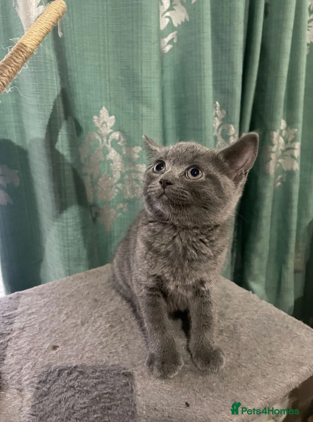 British Shorthair cats for sale:  Beautiful Female British Shorthair Kitten - Advert 4
