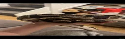 Python Snake reptiles for sale: Royal python  - Advert 1