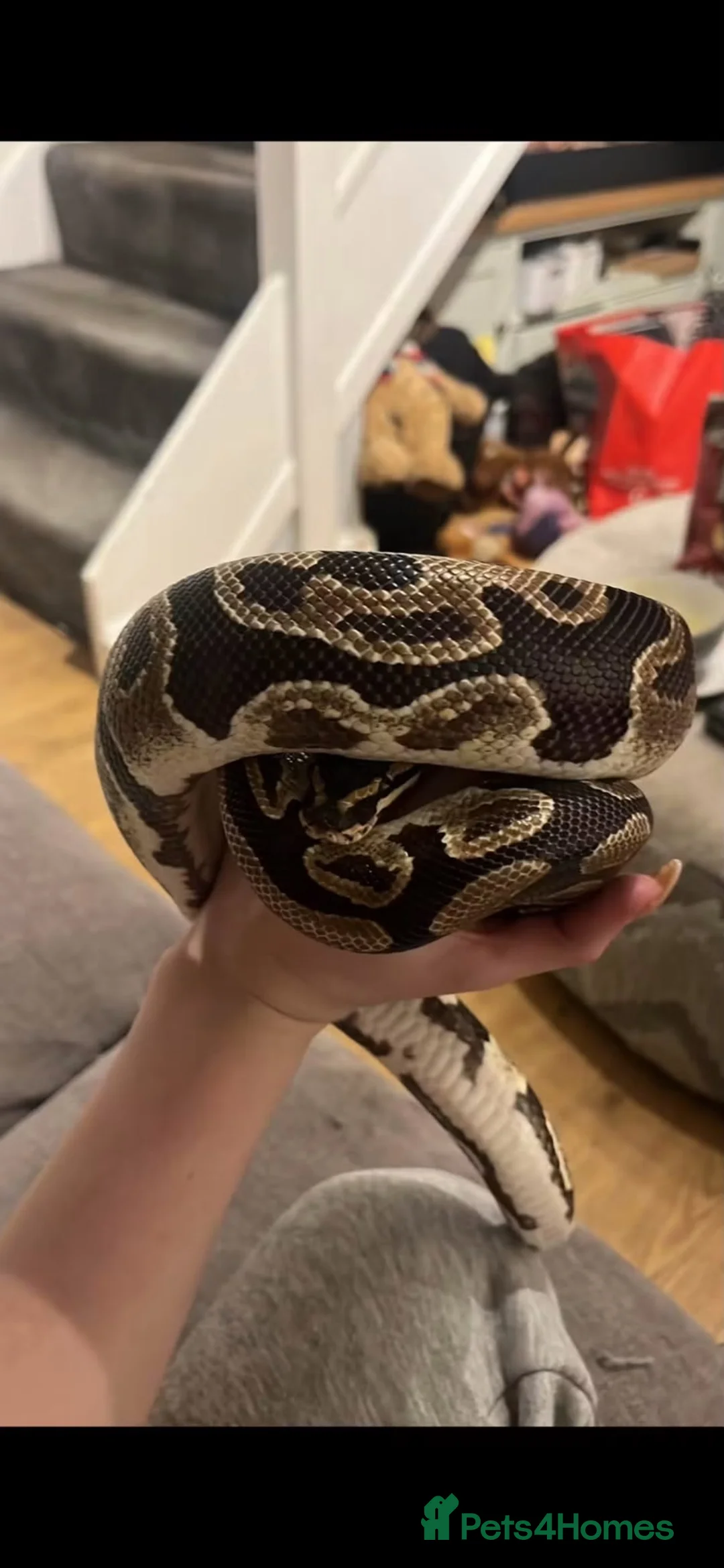 Python Snake reptiles for sale: Royal python  - Advert 1