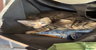 Persian cats - Advert 16