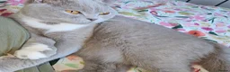 British Shorthair cats for sale: Beautiful British Shorthair Kittens in Crowborough - Advert 9