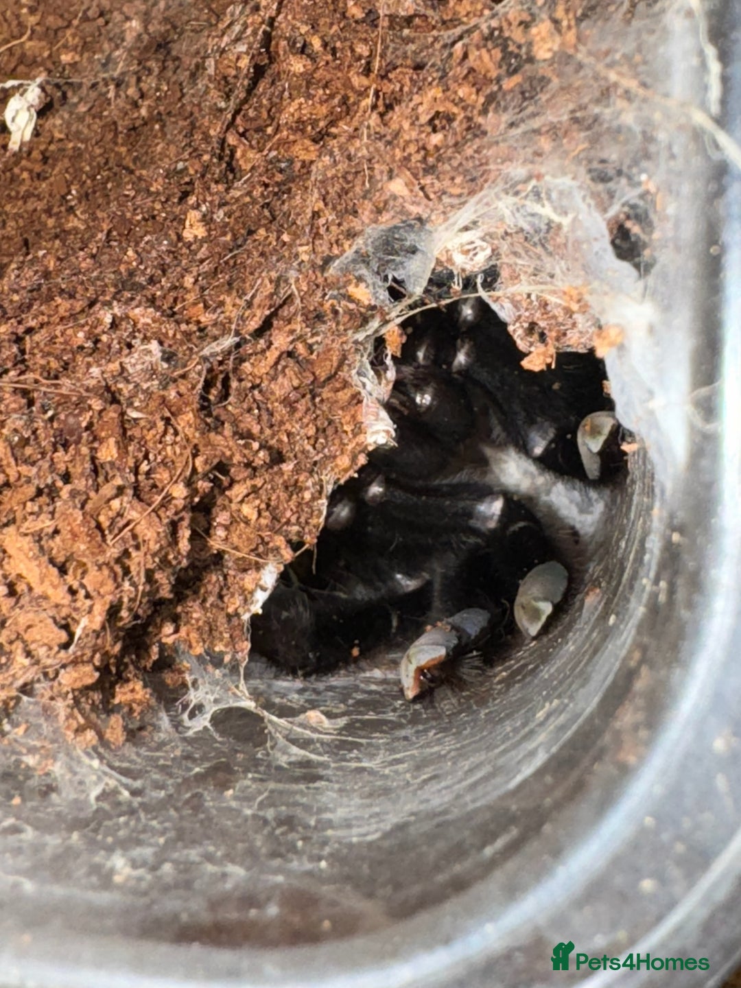 Tarantulas invertebrates for sale: Five species of rare tarantula - Advert 16