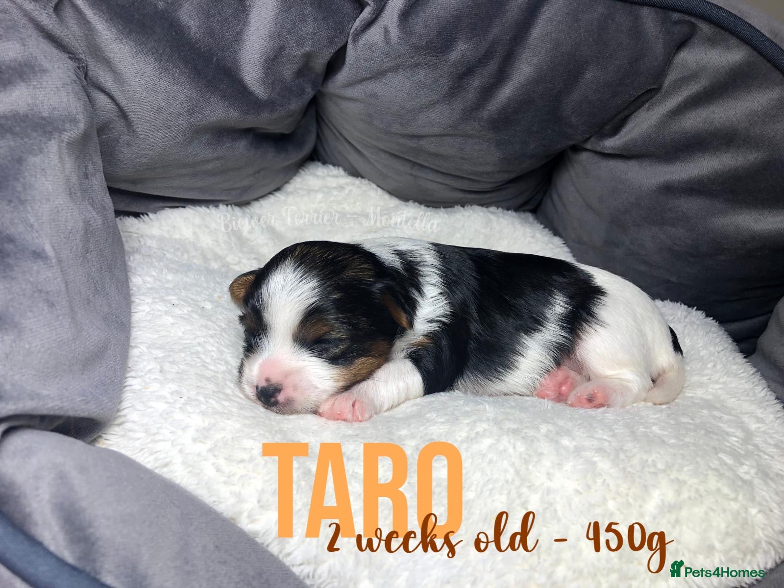 Yorkshire Terrier dogs Three Adorable Biewer Terrier Puppies LEFT! - Advert 2