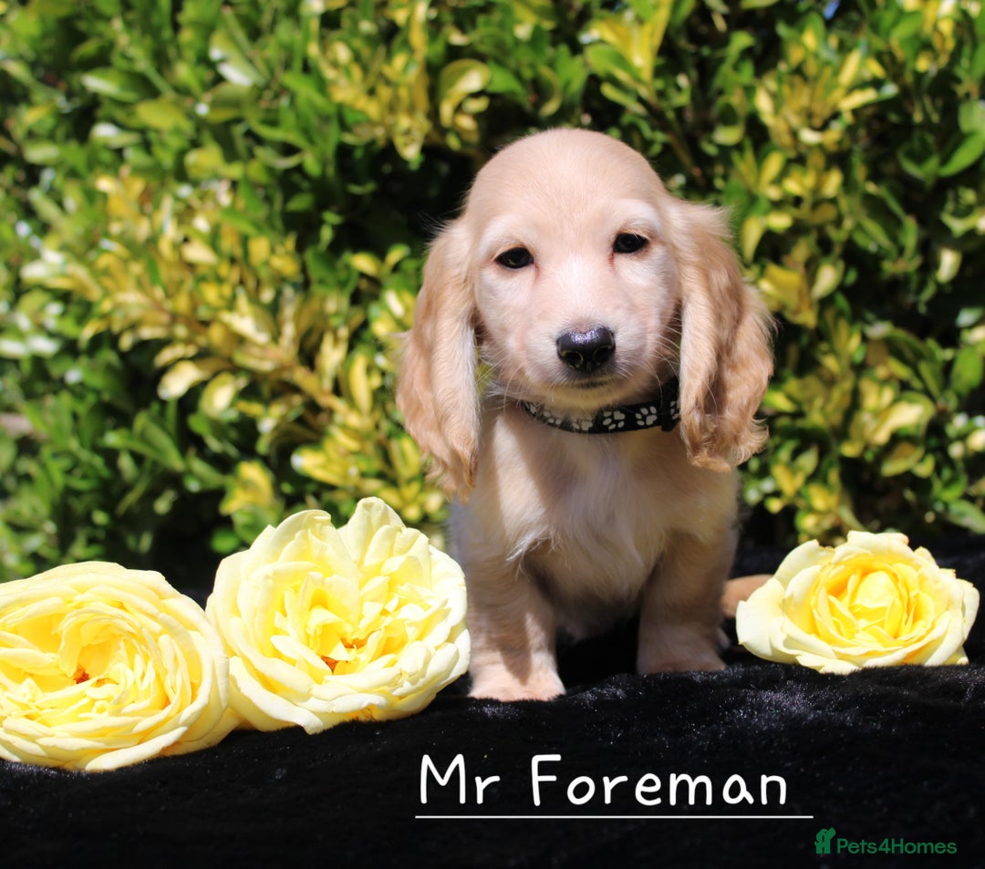 Miniature Dachshund dogs for sale: Miniature Longhaired Dachshunds in West Bromwich - Image 9