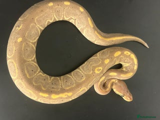 Python Snake reptiles Ball Pythons - Advert 1