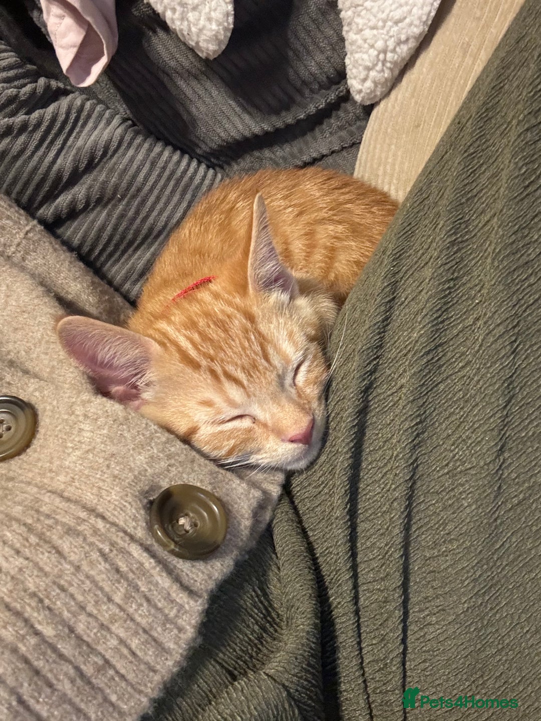 Mixed Breed cats for sale: Tigger for sale - Advert 1