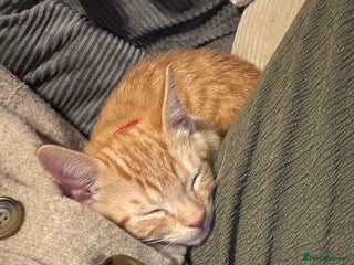 Mixed Breed cats Tigger for sale - Advert 3