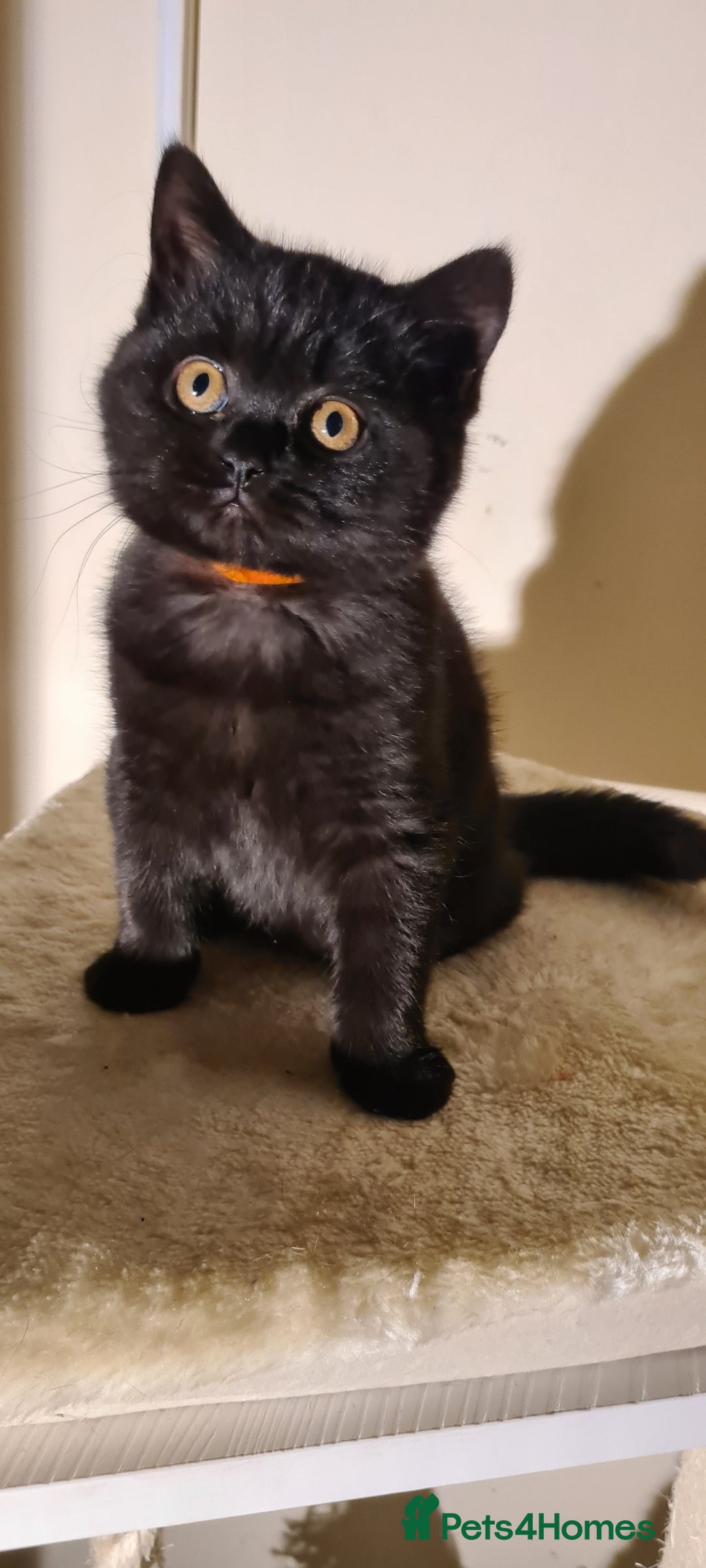 British Shorthair cats for sale: British shorthair black and blue kittens - Advert 33