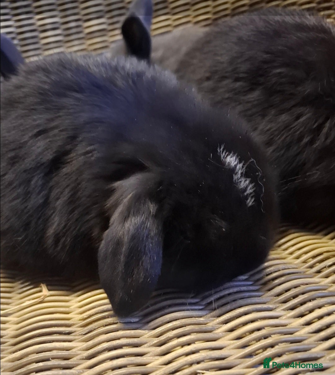 Mini Lop rabbits for sale: Bundle of fluffs ready to be reserved  - Advert 12
