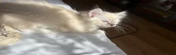 Ragdoll cats for sale: Stunning ragdoll kittens - Advert 5
