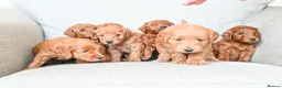 Mini Goldendoodle dogs for sale: BEAUTIFUL MINI GOLDENDOODLES  - Advert 6
