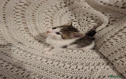 British Shorthair cats for sale: beautiful kittens available to pick up - Image 15