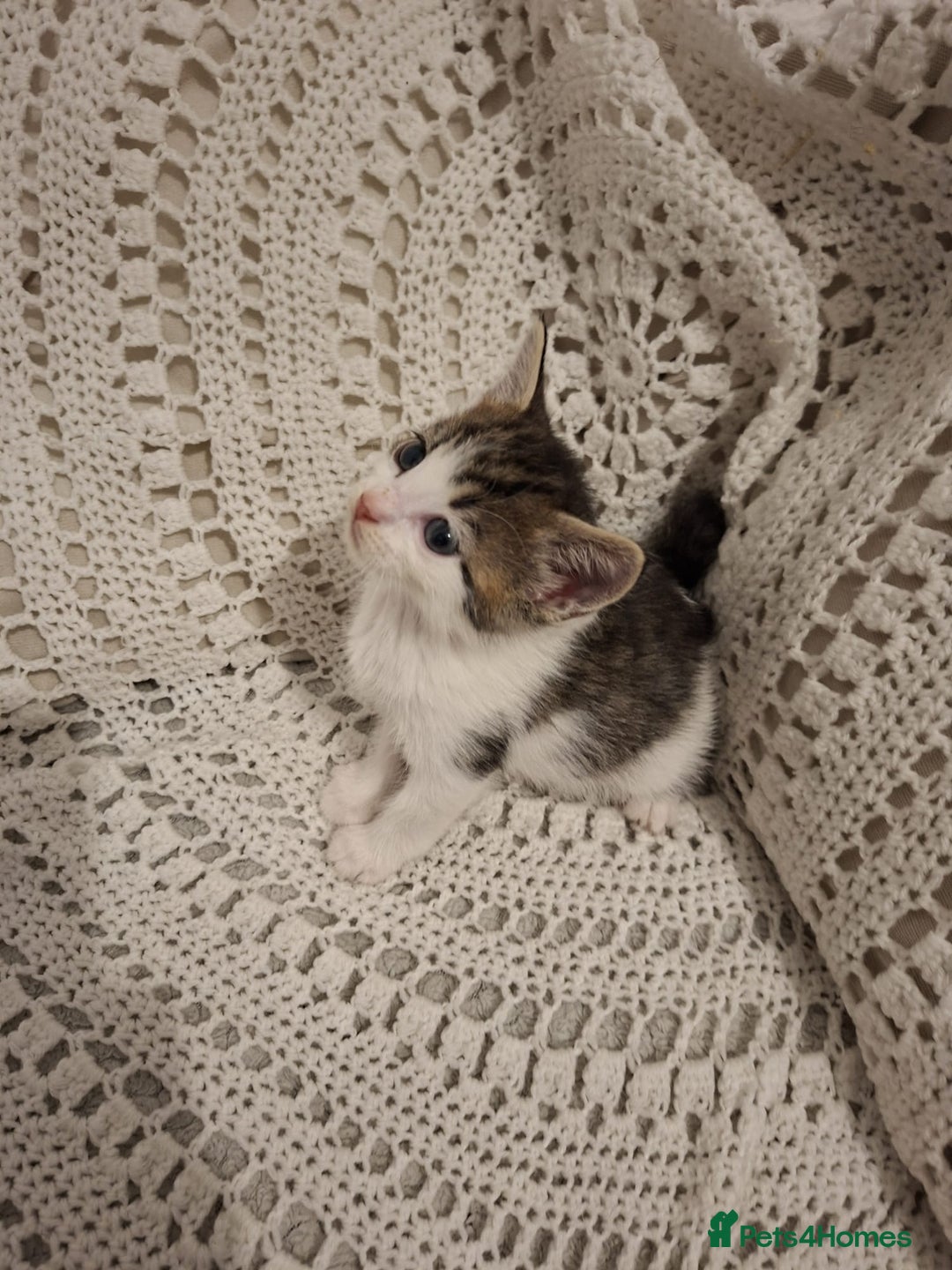 British Shorthair cats for sale: beautiful kittens available to pick up - Image 15