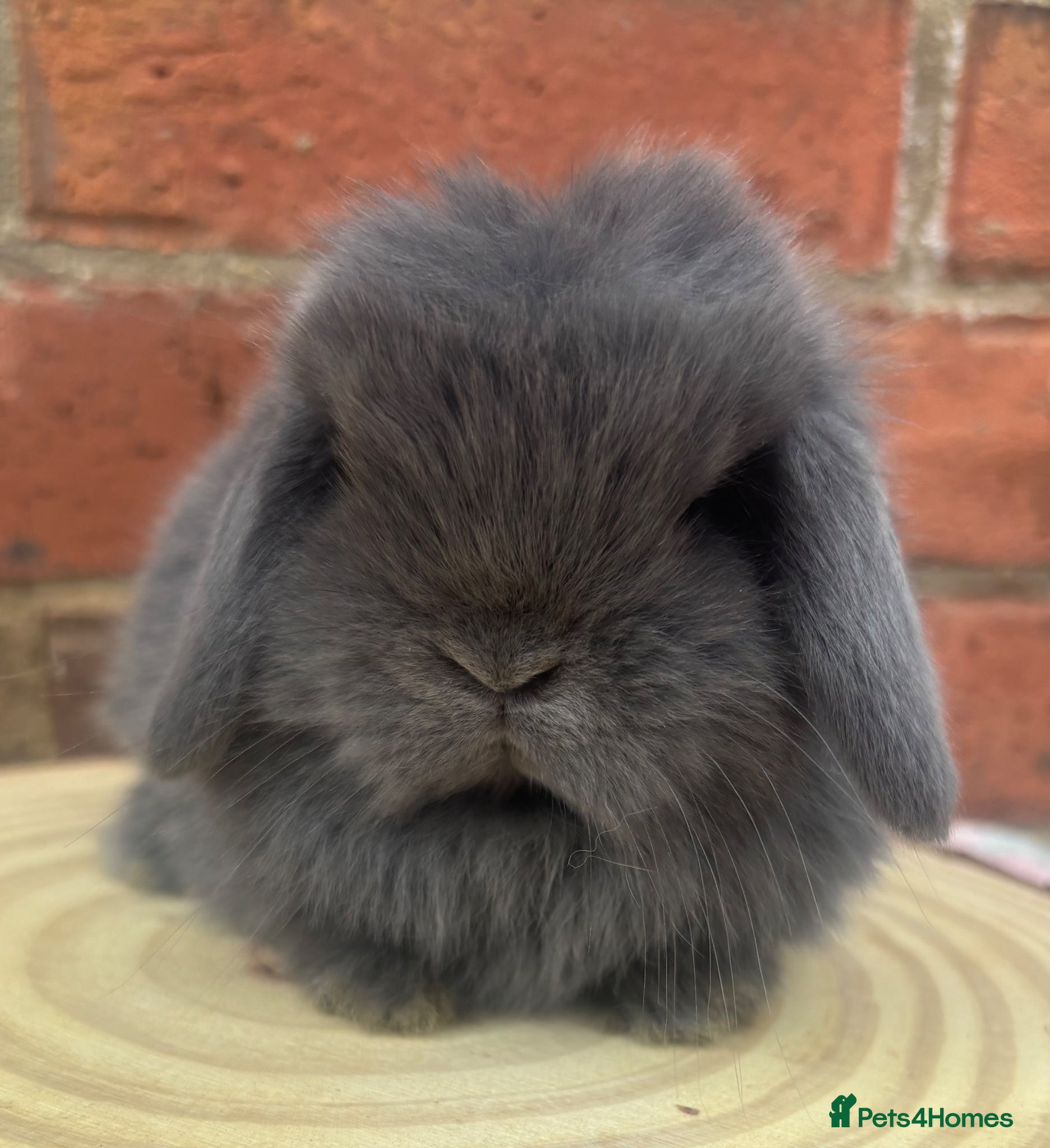 Mini Lop rabbits PURE BRED pedigreed mini lops  - Advert 6