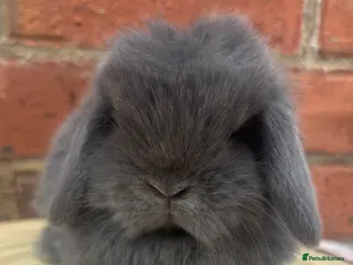Mini Lop rabbits PURE BRED pedigreed mini lops - Advert 1