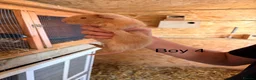 Guinea Pig rodents for sale: 10 week old baby Guinea pigs boys and girls  - Advert 21