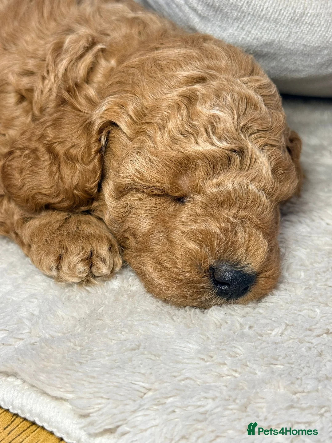 Cockapoo dogs for sale: Beautiful puppies  in Liverpool - Advert 12