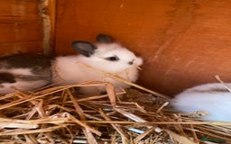Mini Lop rabbits for sale: 3 beautiful girl baby bunnies  - Image 7