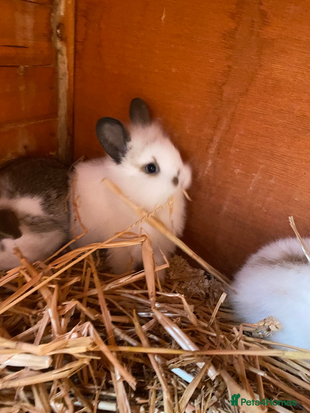 Mini Lop rabbits for sale: 3 beautiful girl baby bunnies  - Image 7