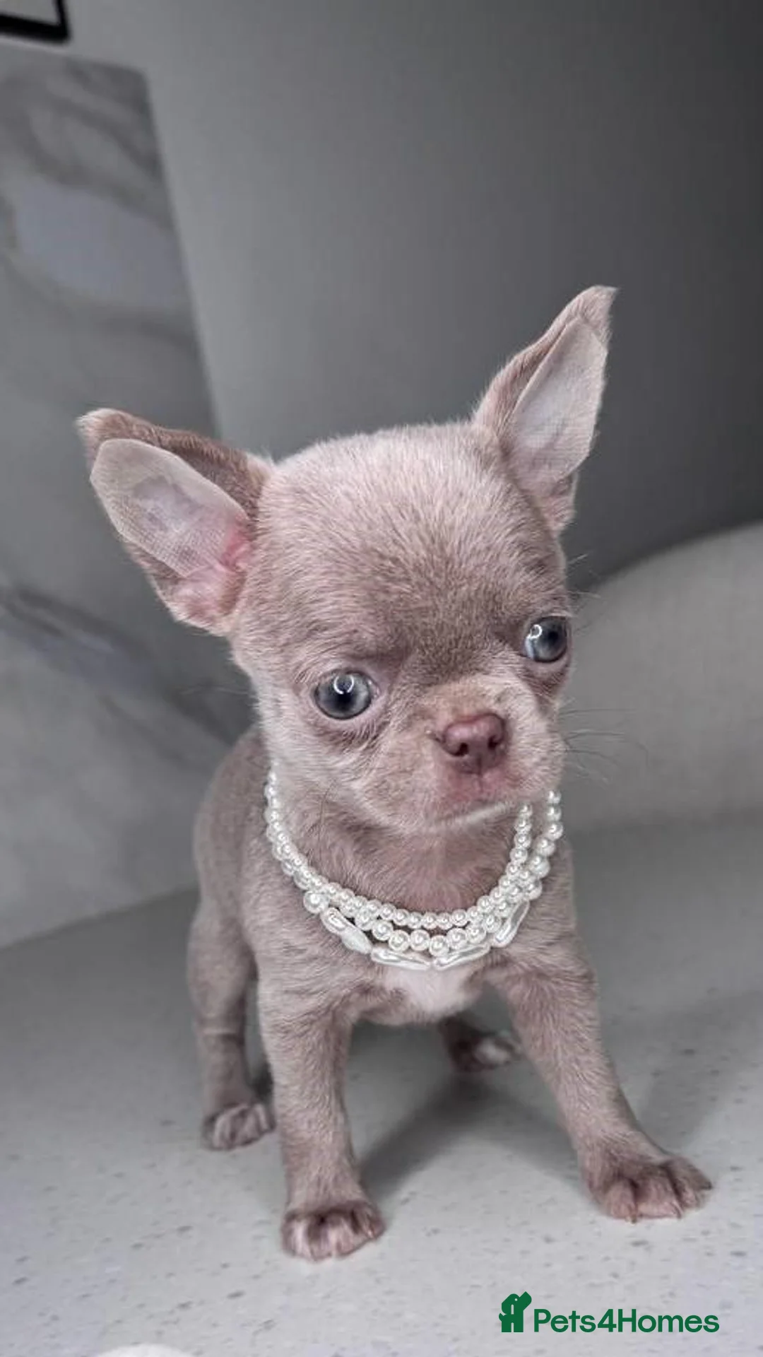 Chihuahua dogs for sale: Five Little Hearts Gorgeous Chihuahua Puppies in London - Advert 8
