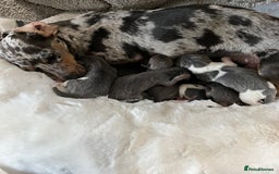 Miniature Dachshund dogs for sale: Mini Miniture dachound  - Image 5
