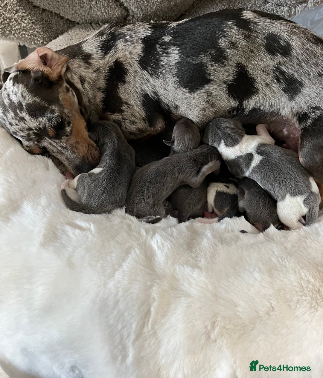 Miniature Dachshund dogs for sale: Mini Miniture dachound  - Image 5