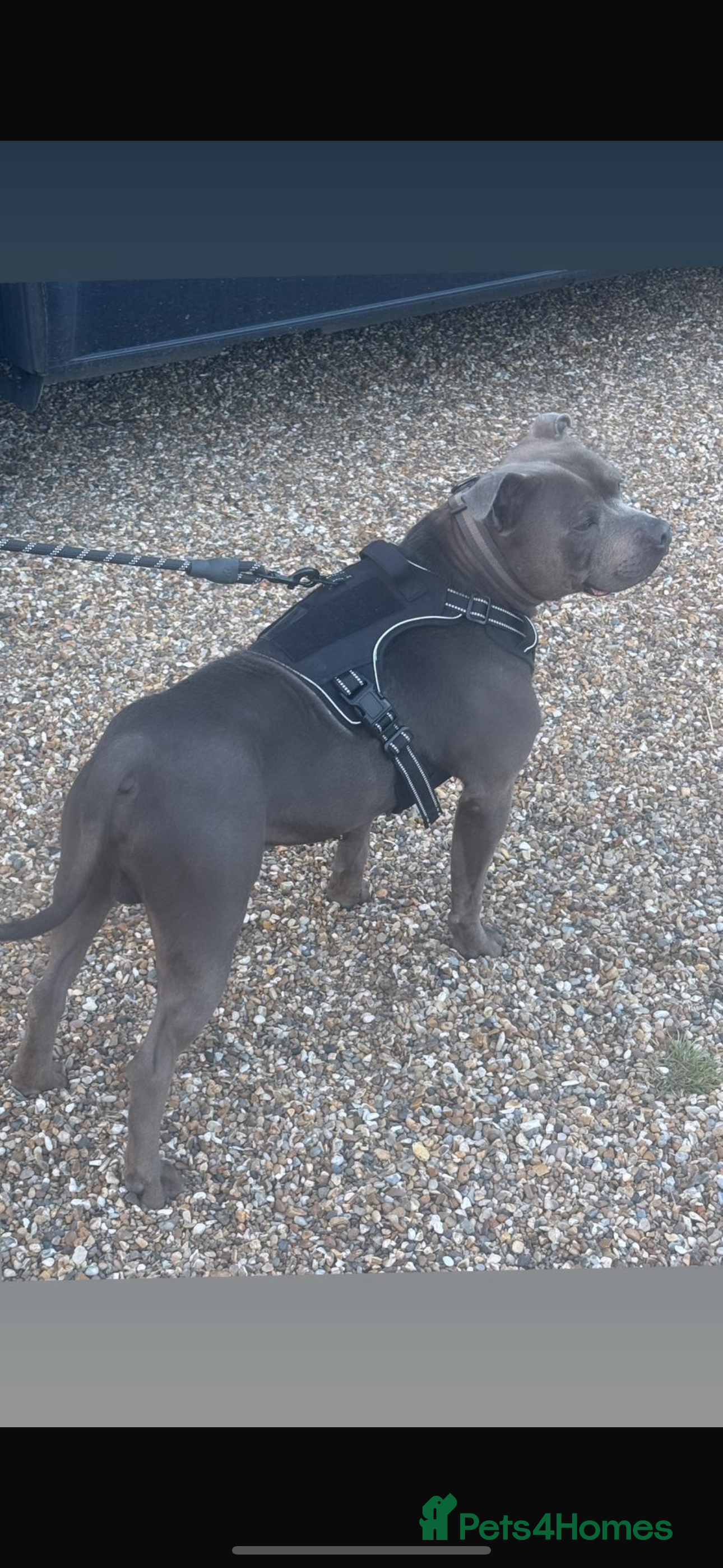 Staffordshire Bull Terrier dogs Stud dog stunning blue KC registered  in Westerham - Advert 21