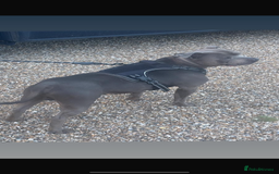 Staffordshire Bull Terrier dogs for stud: Stud dog stunning blue KC registered  in Westerham - Image 1