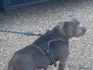 Staffordshire Bull Terrier dogs Stud dog stunning blue KC registered in Westerham - Advert 17