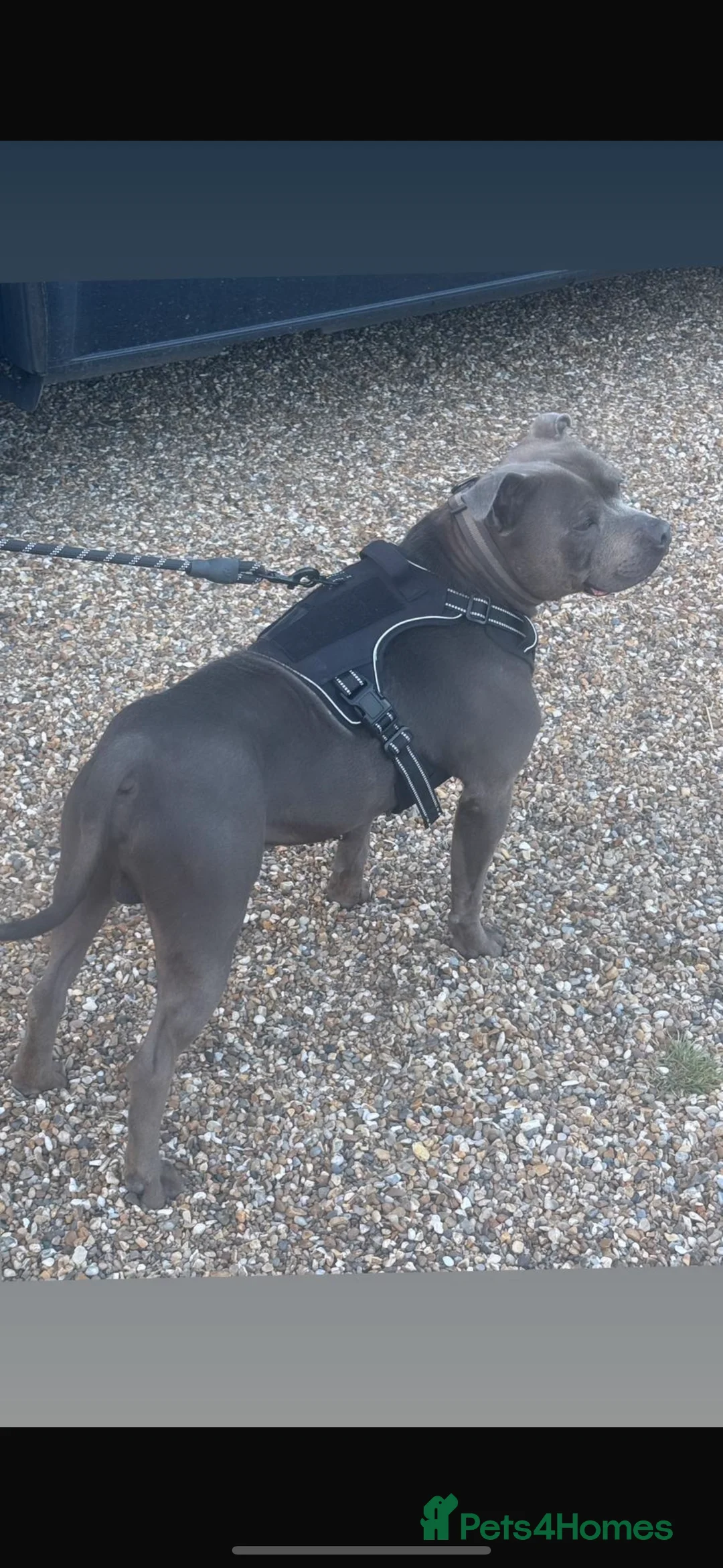 Staffordshire Bull Terrier dogs for stud: Stud dog stunning blue KC registered  in Westerham - Advert 1