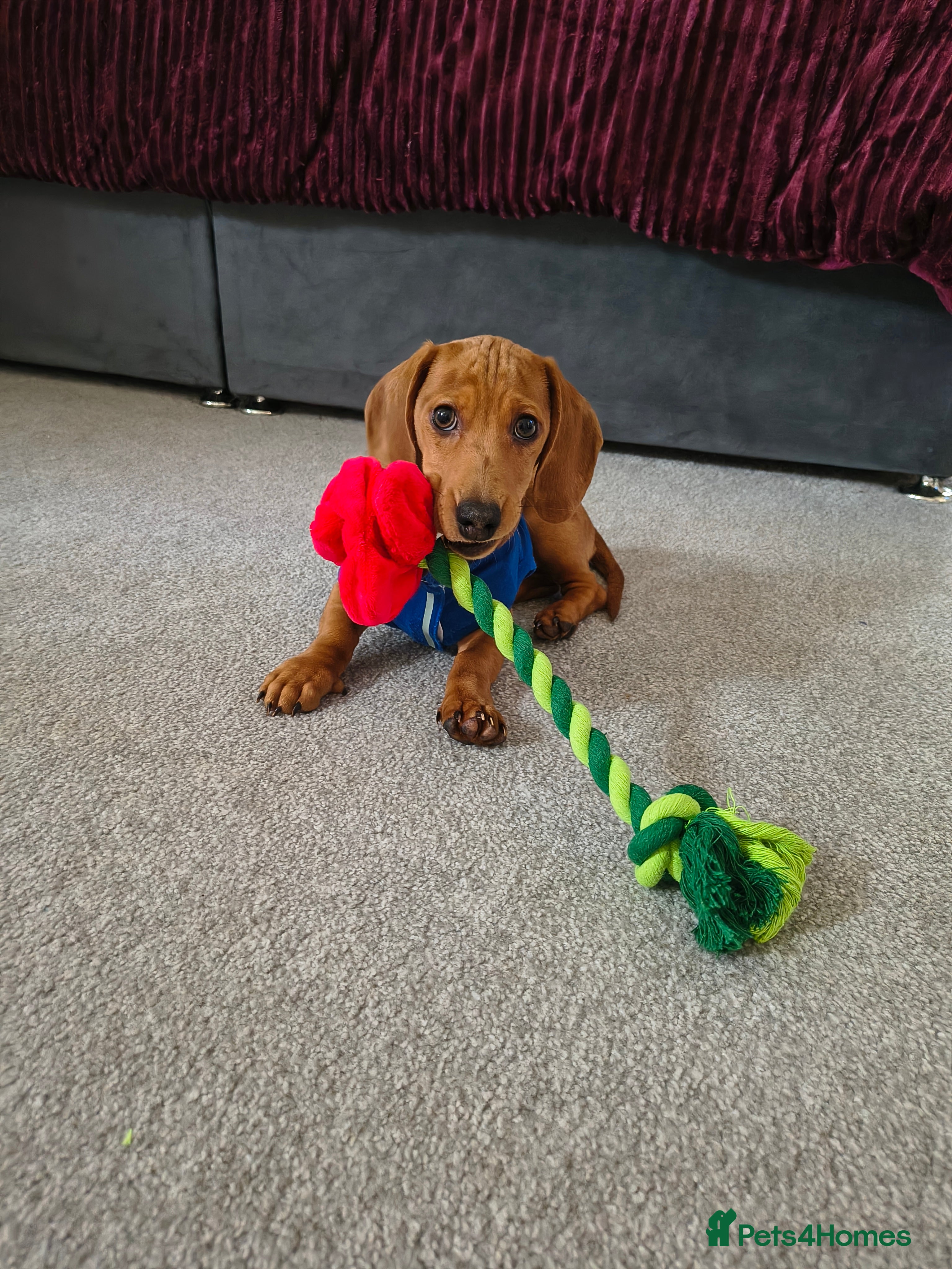 Miniature Dachshund dogs Red dapple miniature dachshund  - Advert 2