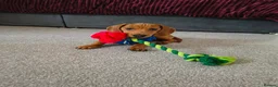 Miniature Dachshund dogs for sale: Red dapple miniature dachshund  - Advert 1