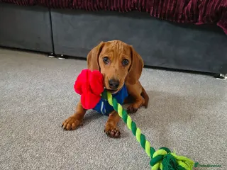 Miniature Dachshund dogs Red dapple miniature dachshund - Advert 2
