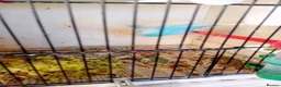 Budgerigars birds for sale: Two pairs of budgies and cages - Advert 4