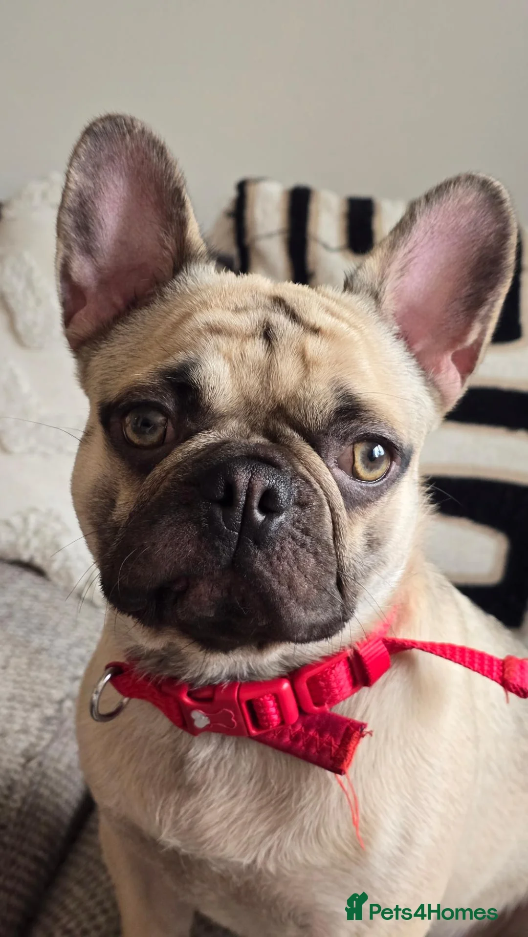 Mixed Breed dogs for sale: Mix breed french bulldog For Sale - Advert 2