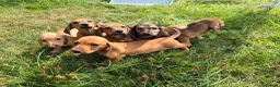 Miniature Dachshund dogs for sale: 5 Mini Smooth & 1 Mini Long Haired Dachshunds - Advert 7